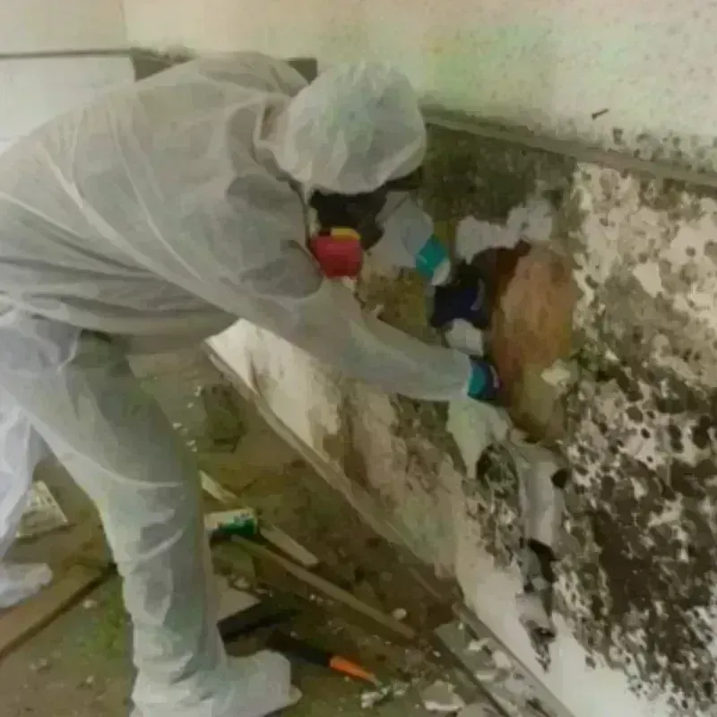 Mold Remediation and Removal in Riesel, TX